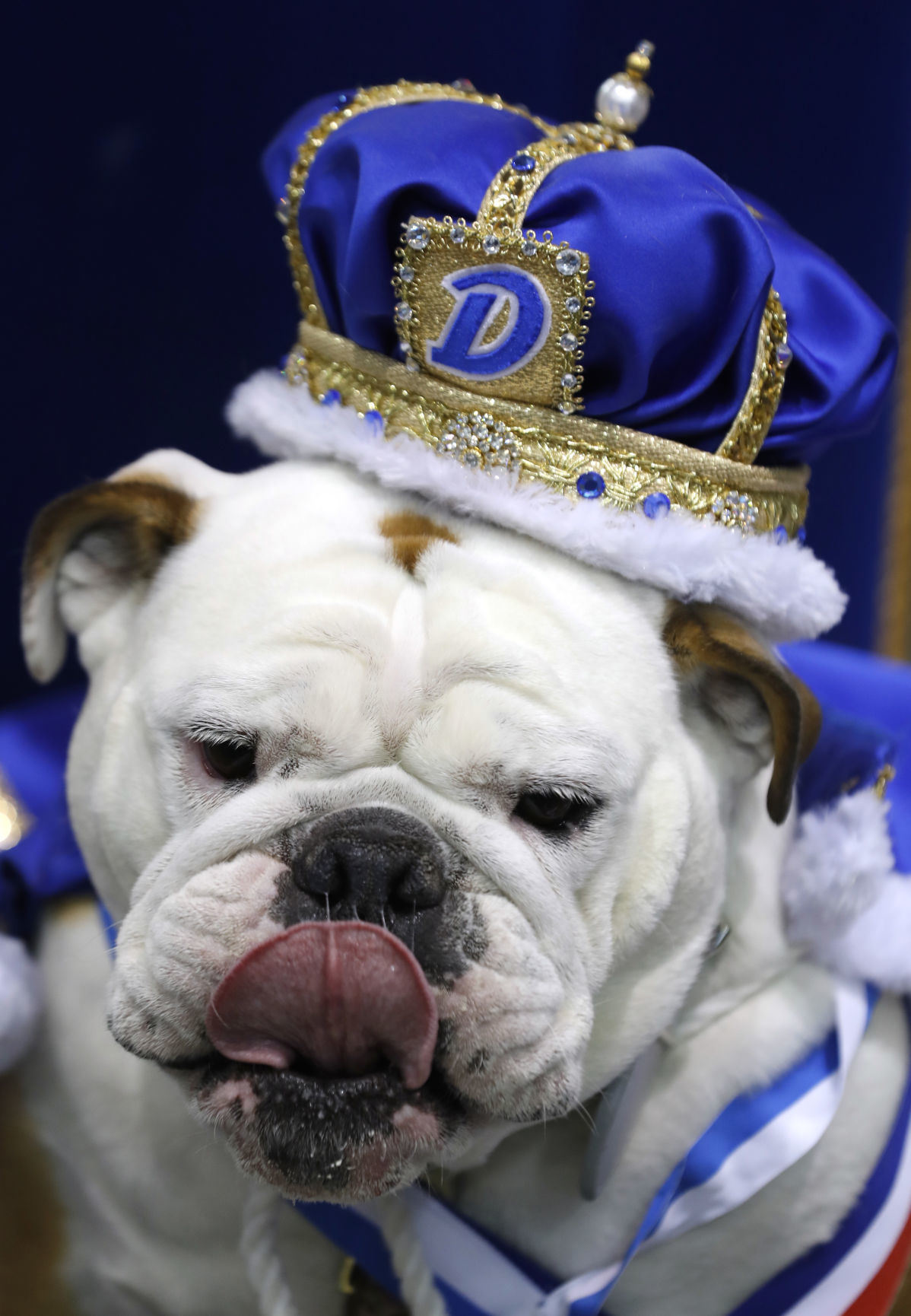 042617AP--Drake-Beautiful-Bulldogs-1